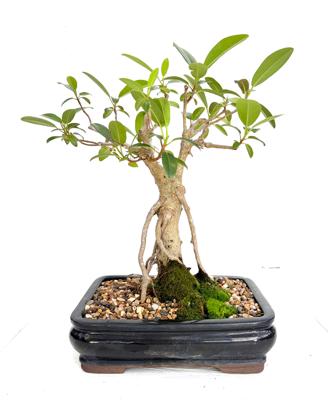 Port Jackson Fig Bonsai (1996)