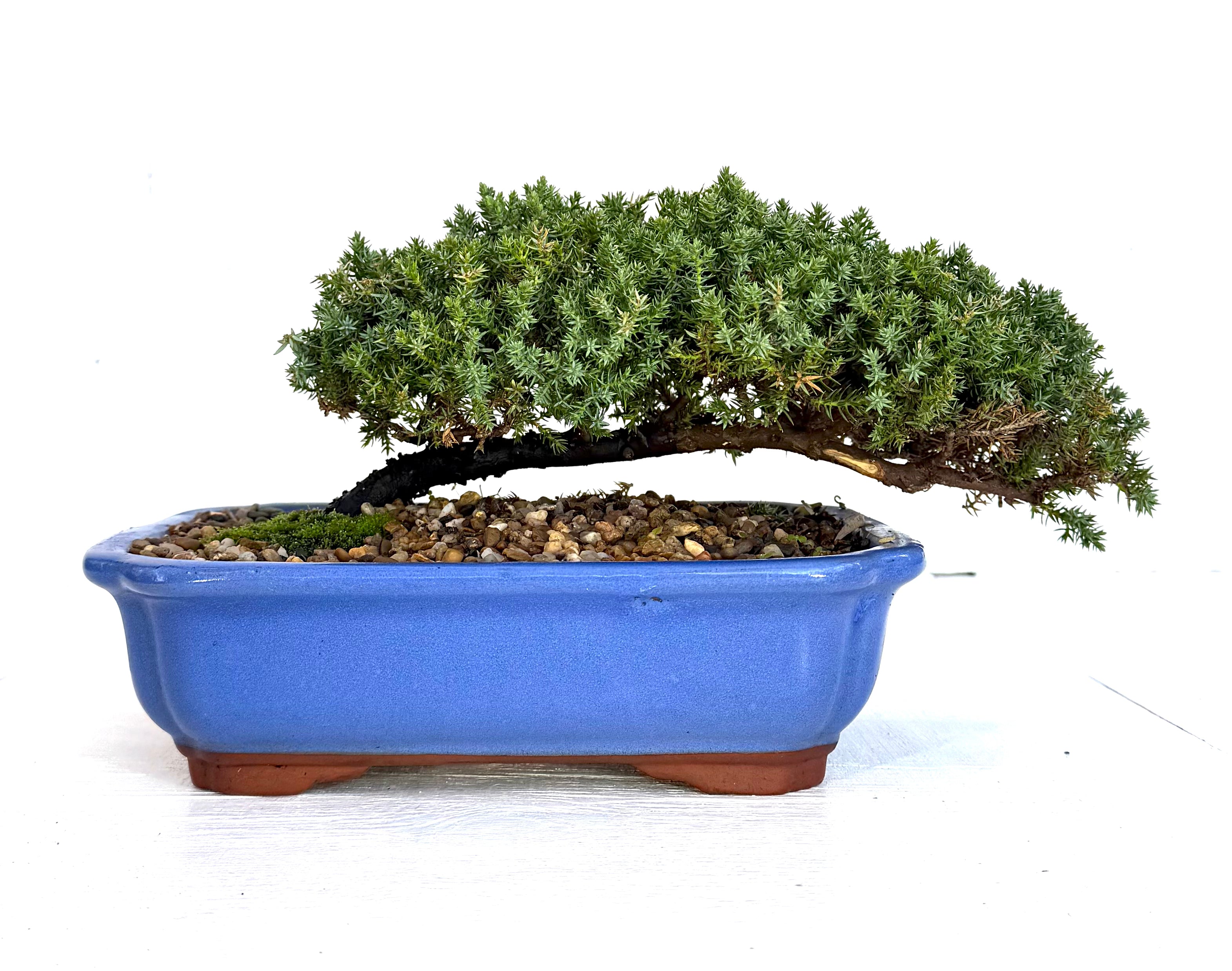 Juniper Bonsai (2013)