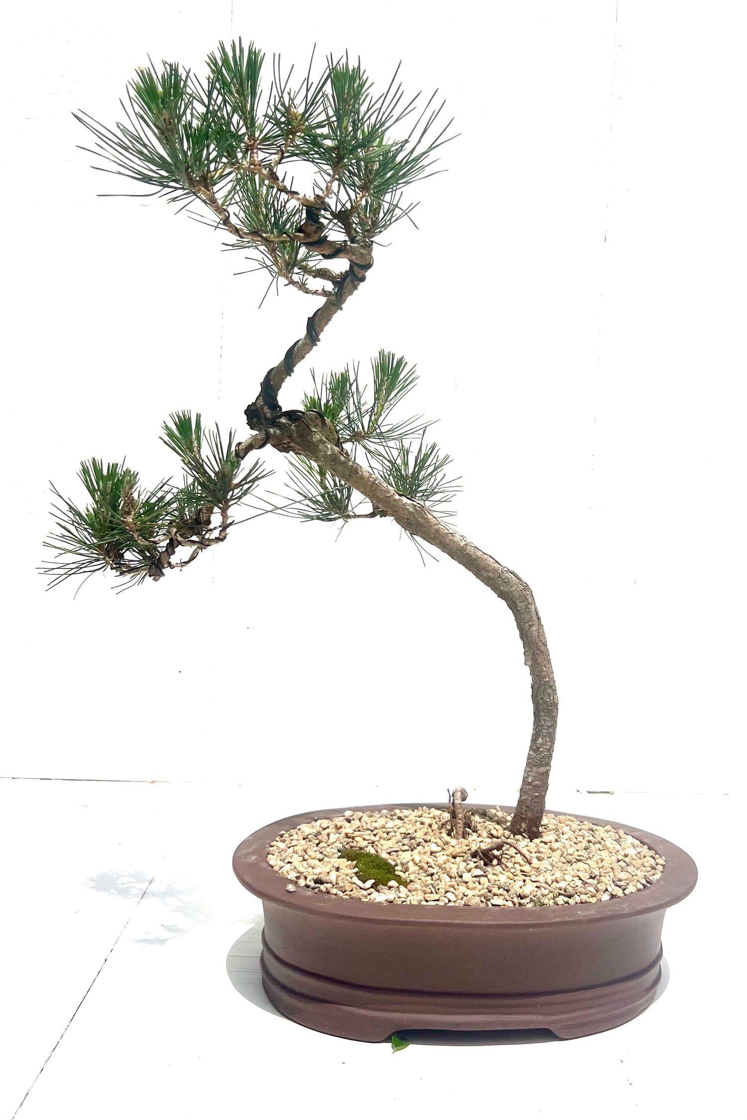 Japanese Pine Bonsai (2006)