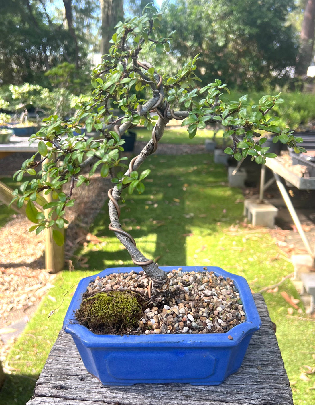 Japanese Rockspray Bonsai (2013)