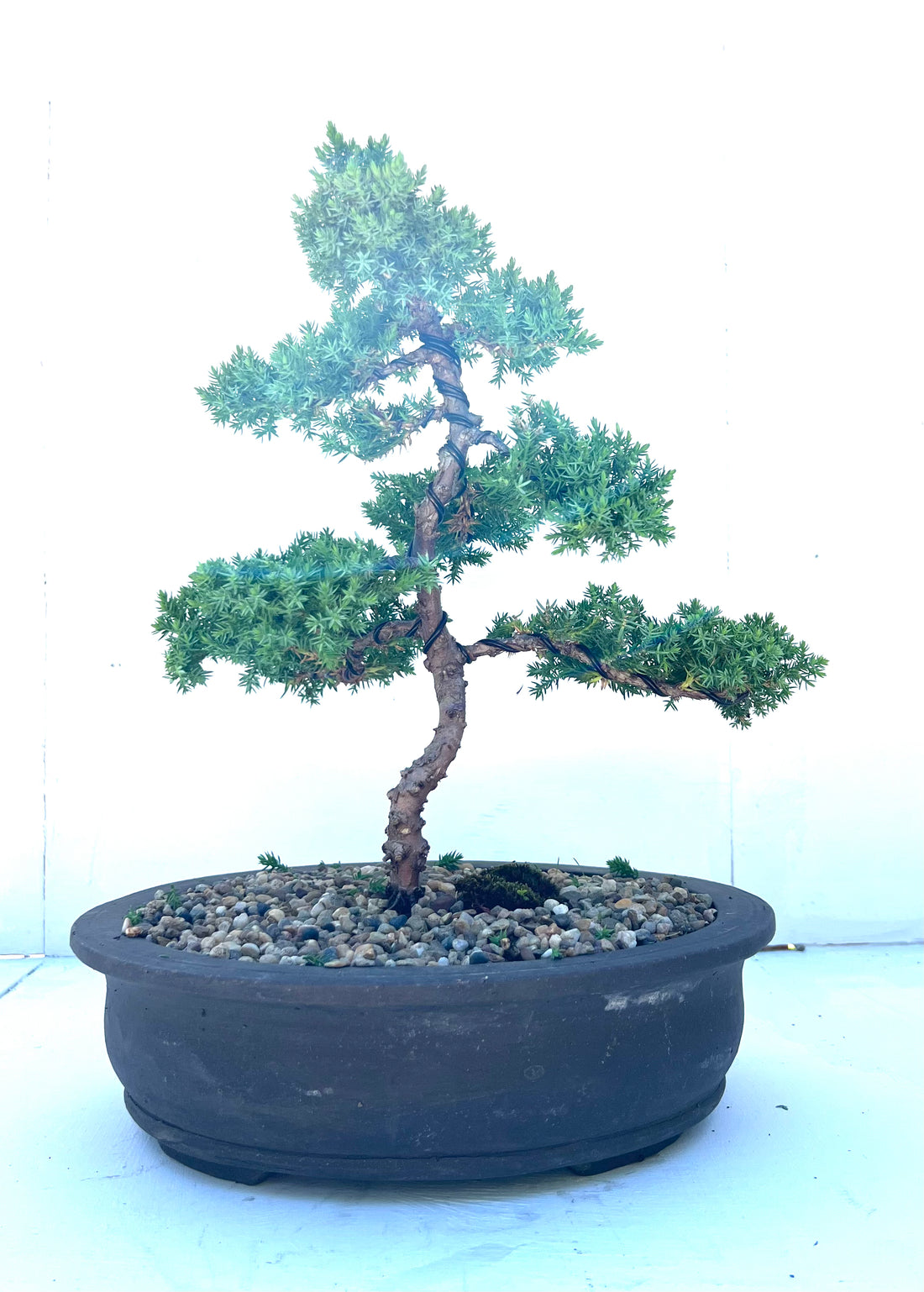 Juniper Bonsai (2010)