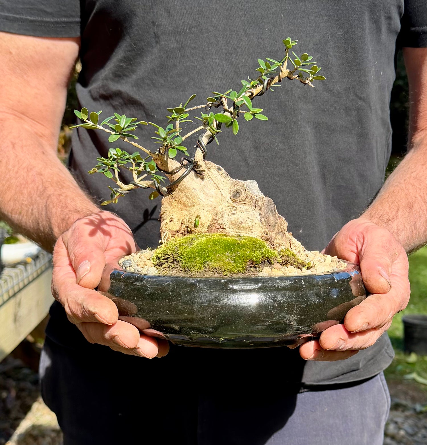Olive Bonsai (2001)