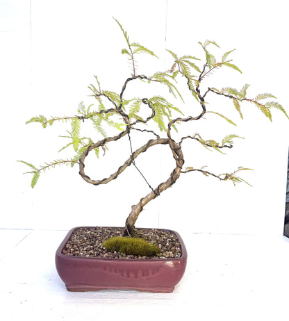 Swamp Cypress Bonsai (2003)