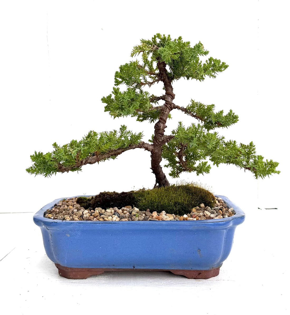 Juniper Bonsai (2012)