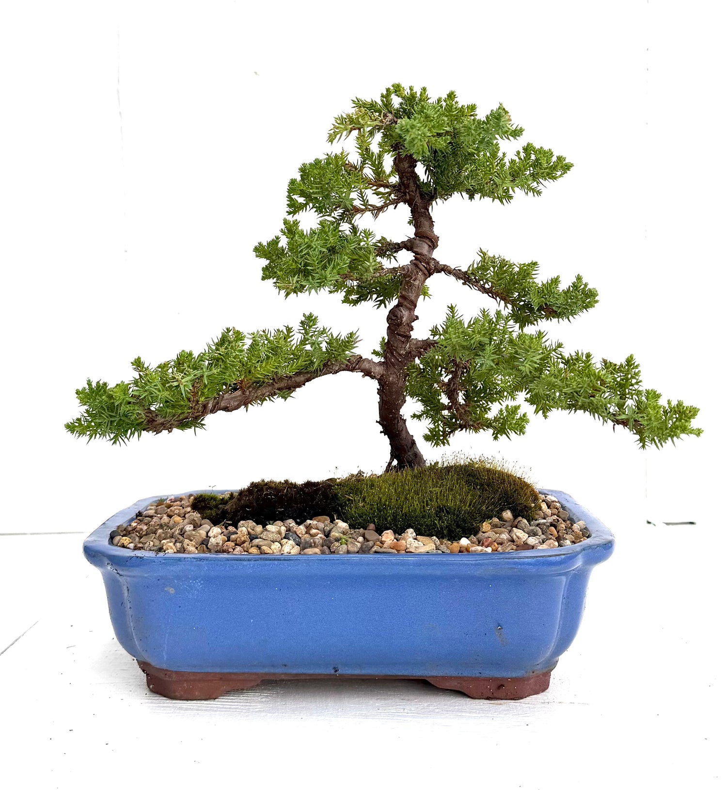 Juniper Bonsai (2012)