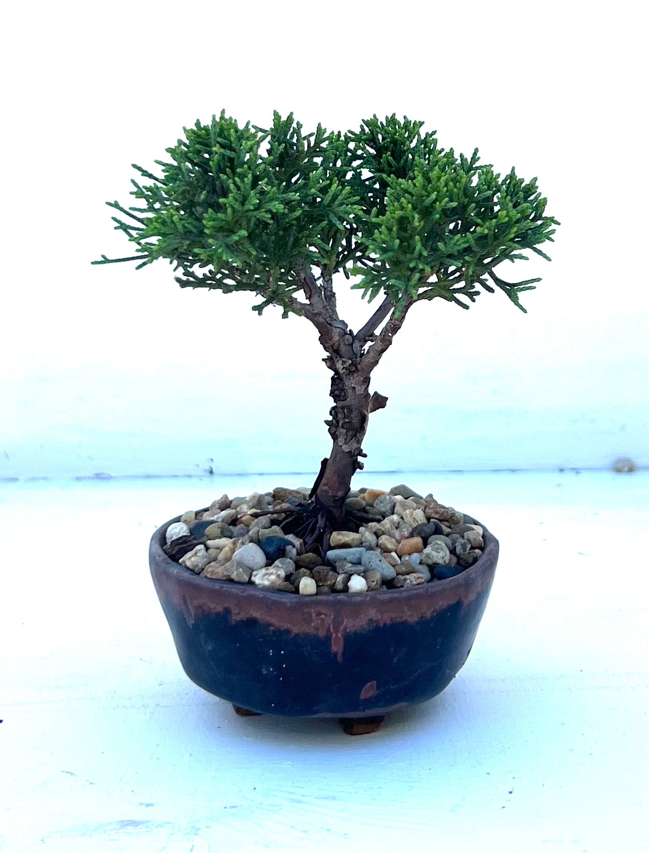 Shimpaku Juniper Bonsai (2018)