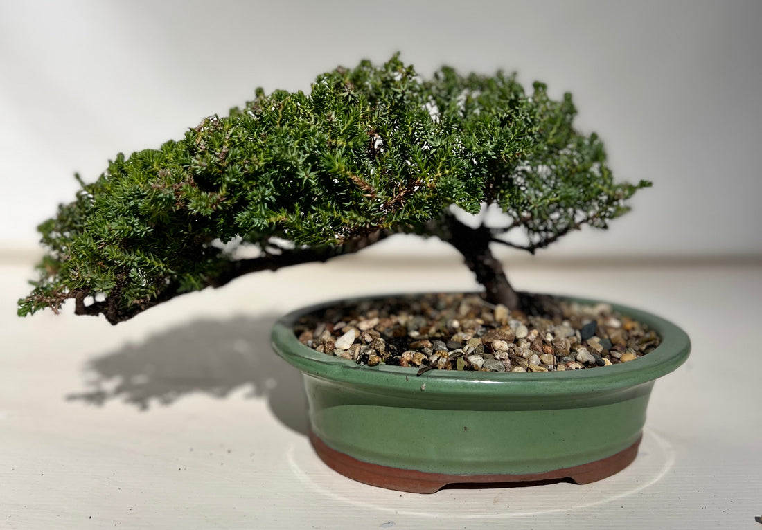 Juniper Bonsai (2016)