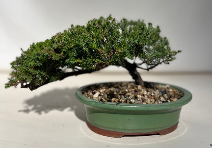 Juniper Bonsai (2016)