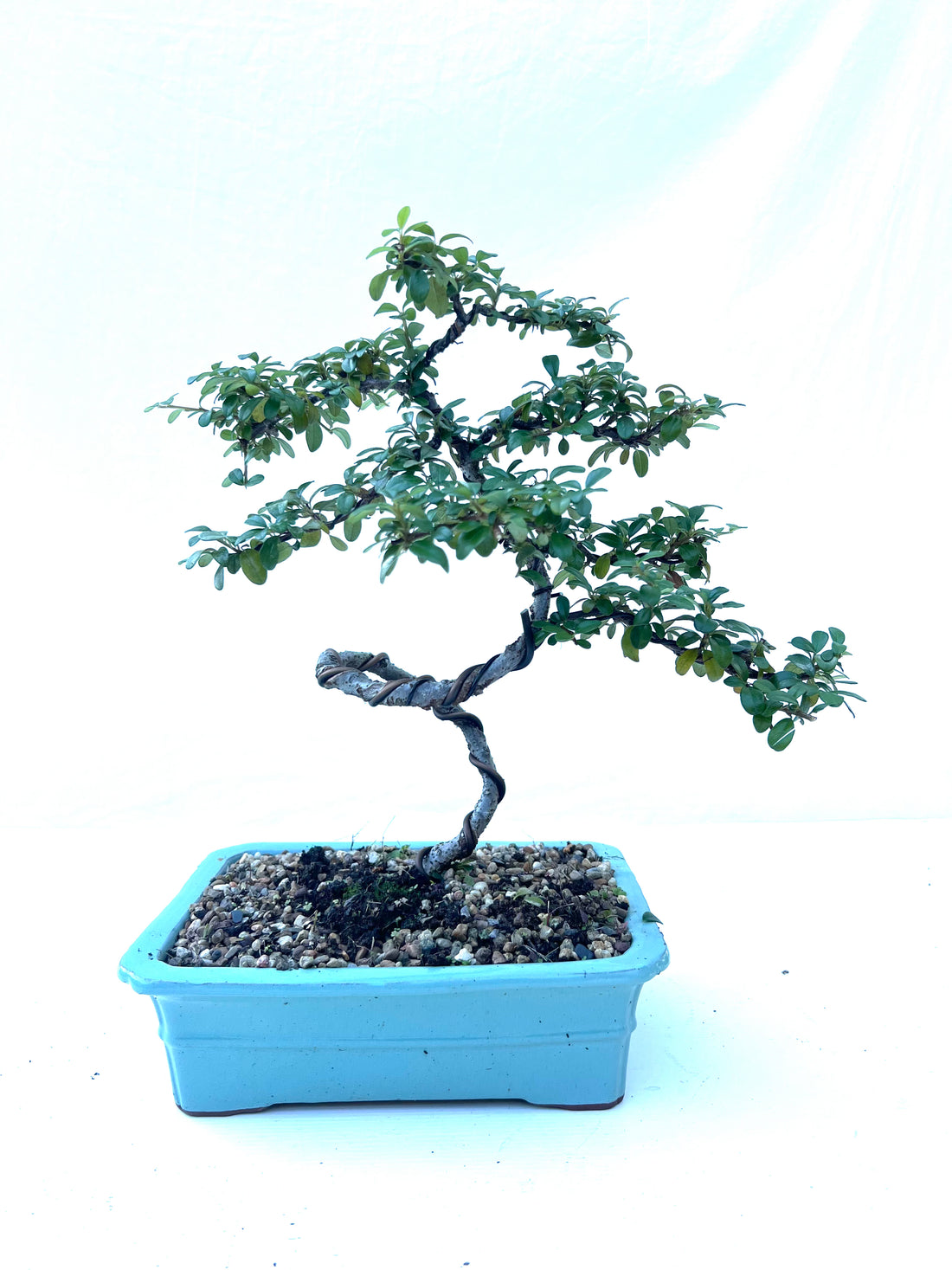 Cotoneaster Bonsai (2014)