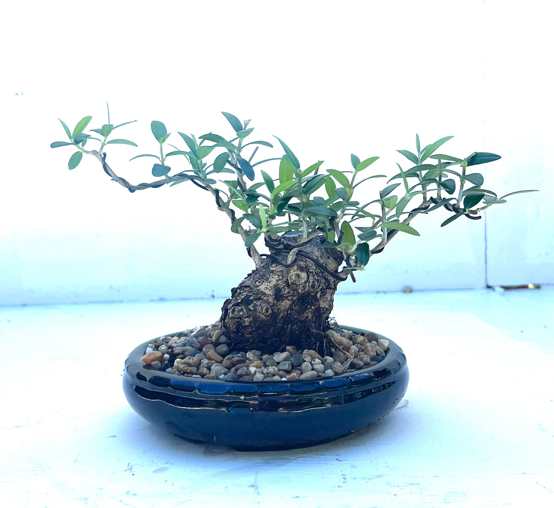 Asian Olive Bonsai (2012)