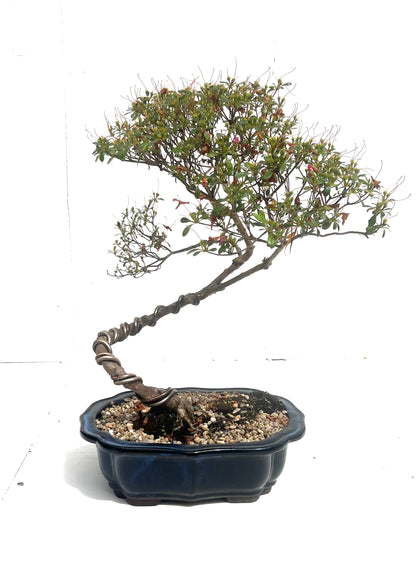 Azalea Bonsai (2006)
