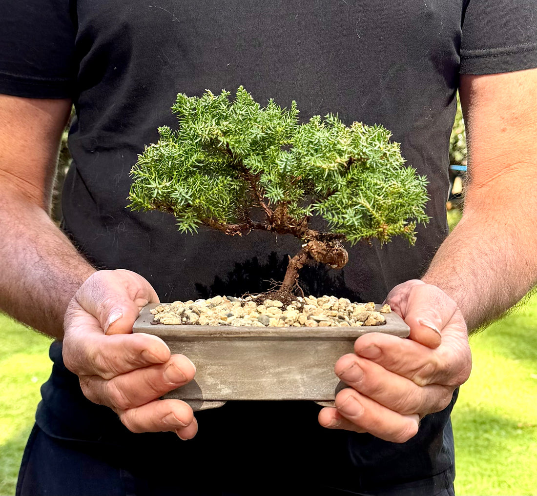 Juniper Bonsai (2019)