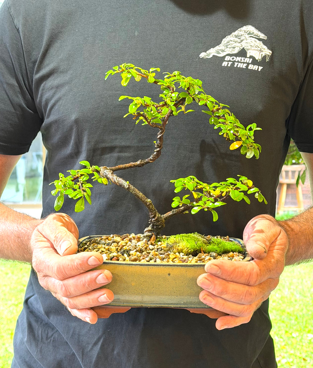 Japanese Rockspray Bonsai (2014)