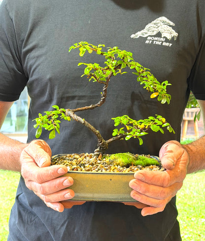 Japanese Rockspray Bonsai (2014)