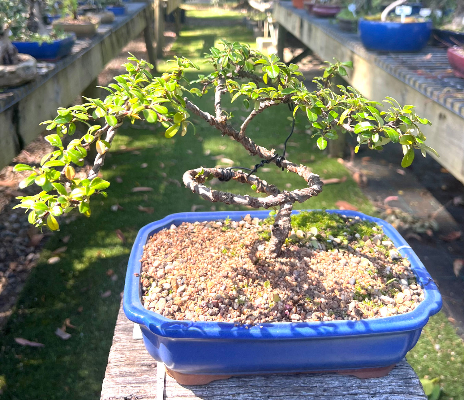 Japanese Rockspray Bonsai (2013)