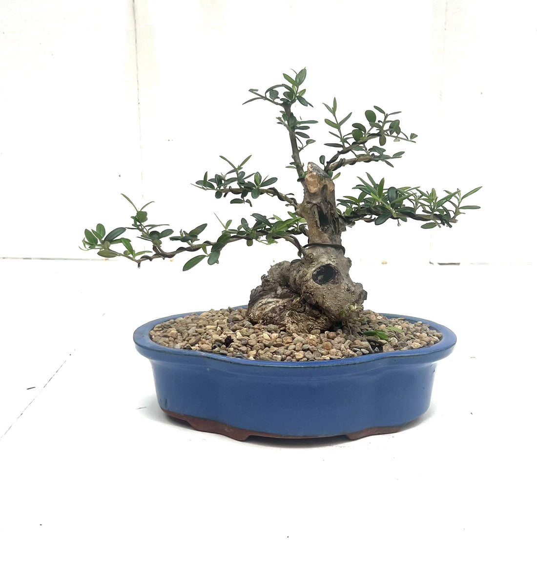 Asian Olive Bonsai (2004)