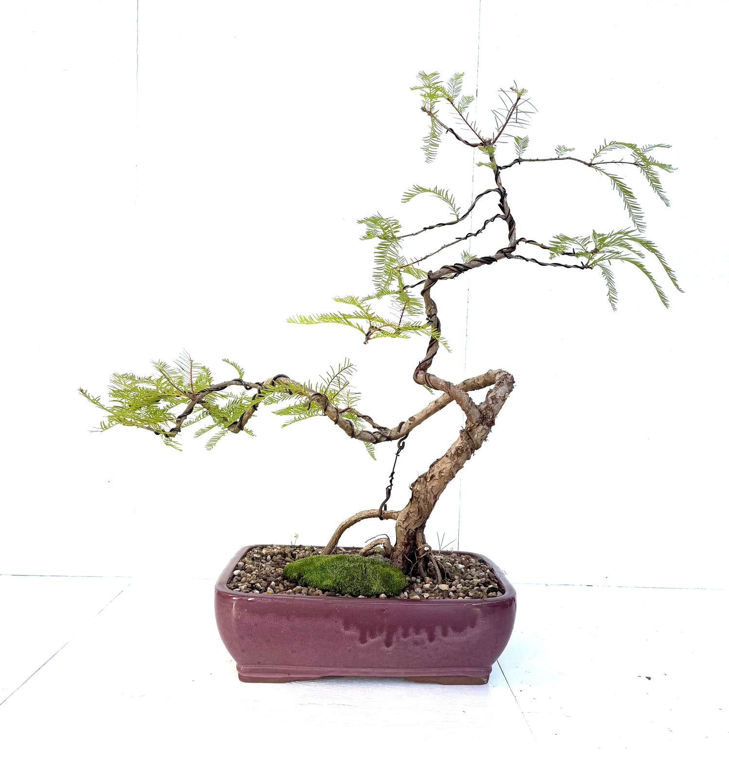 Swamp Cypress Bonsai (2006)