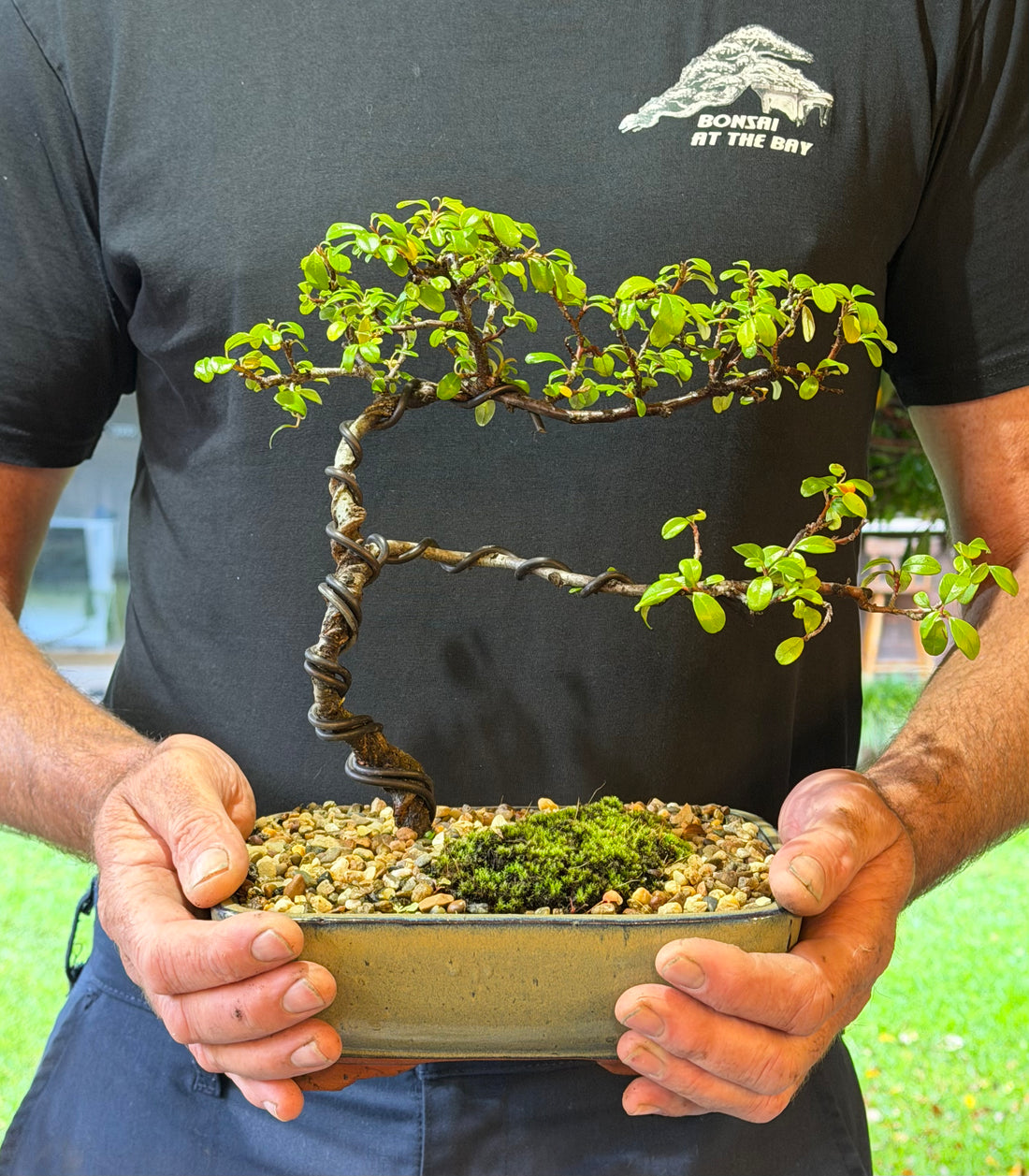 Japanese Rockspray Bonsai (2014)