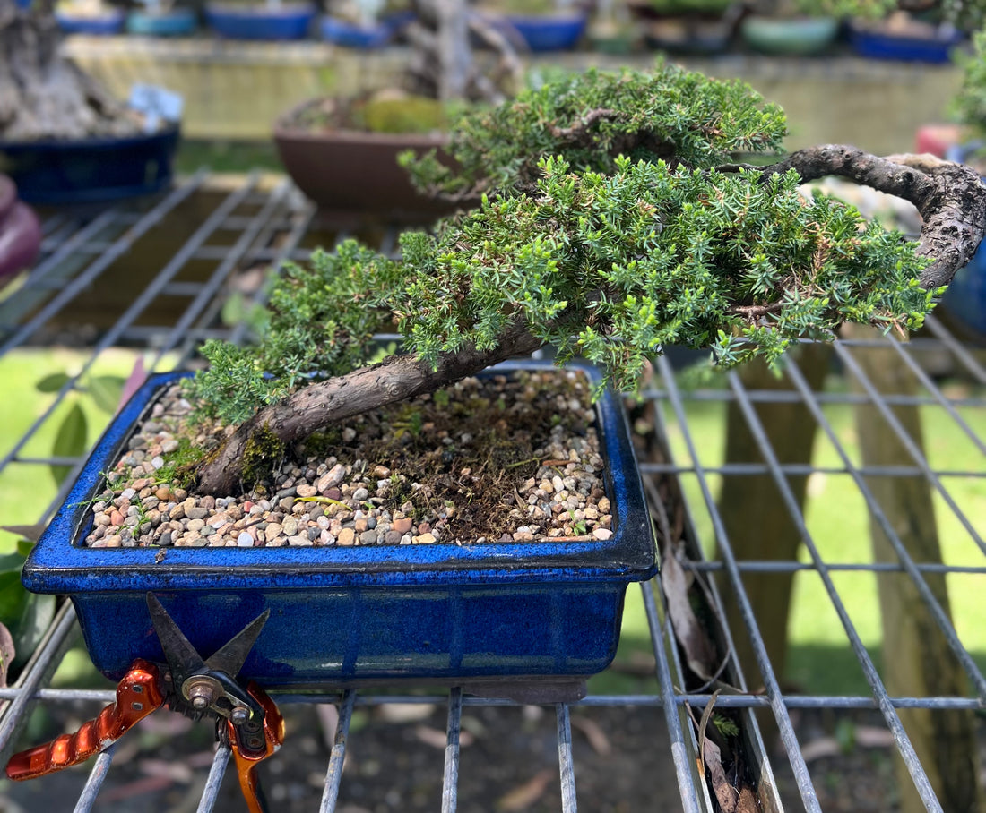 Juniper Bonsai (2008)