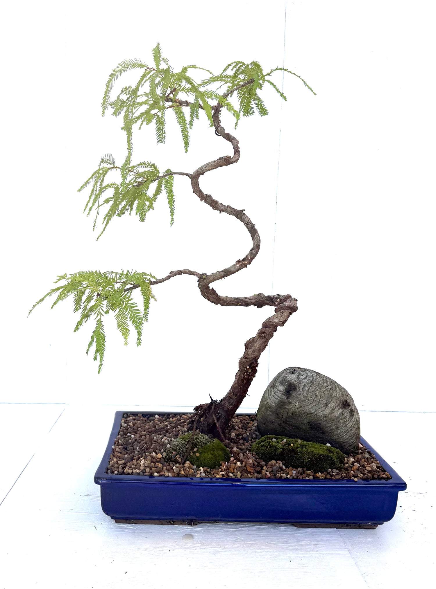 Swamp Cypress Bonsai (2000)