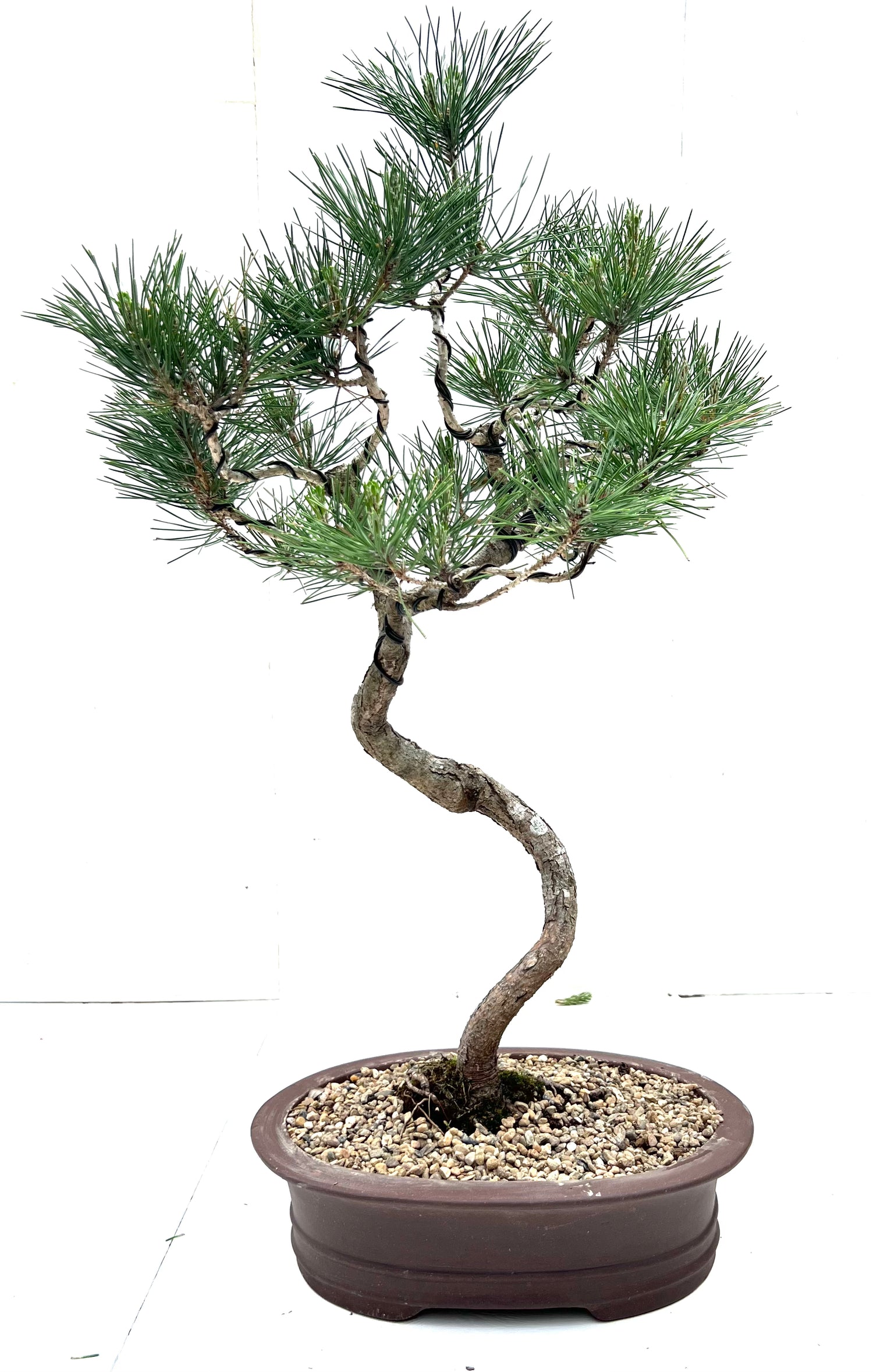 Japanese Pine Bonsai (2001)