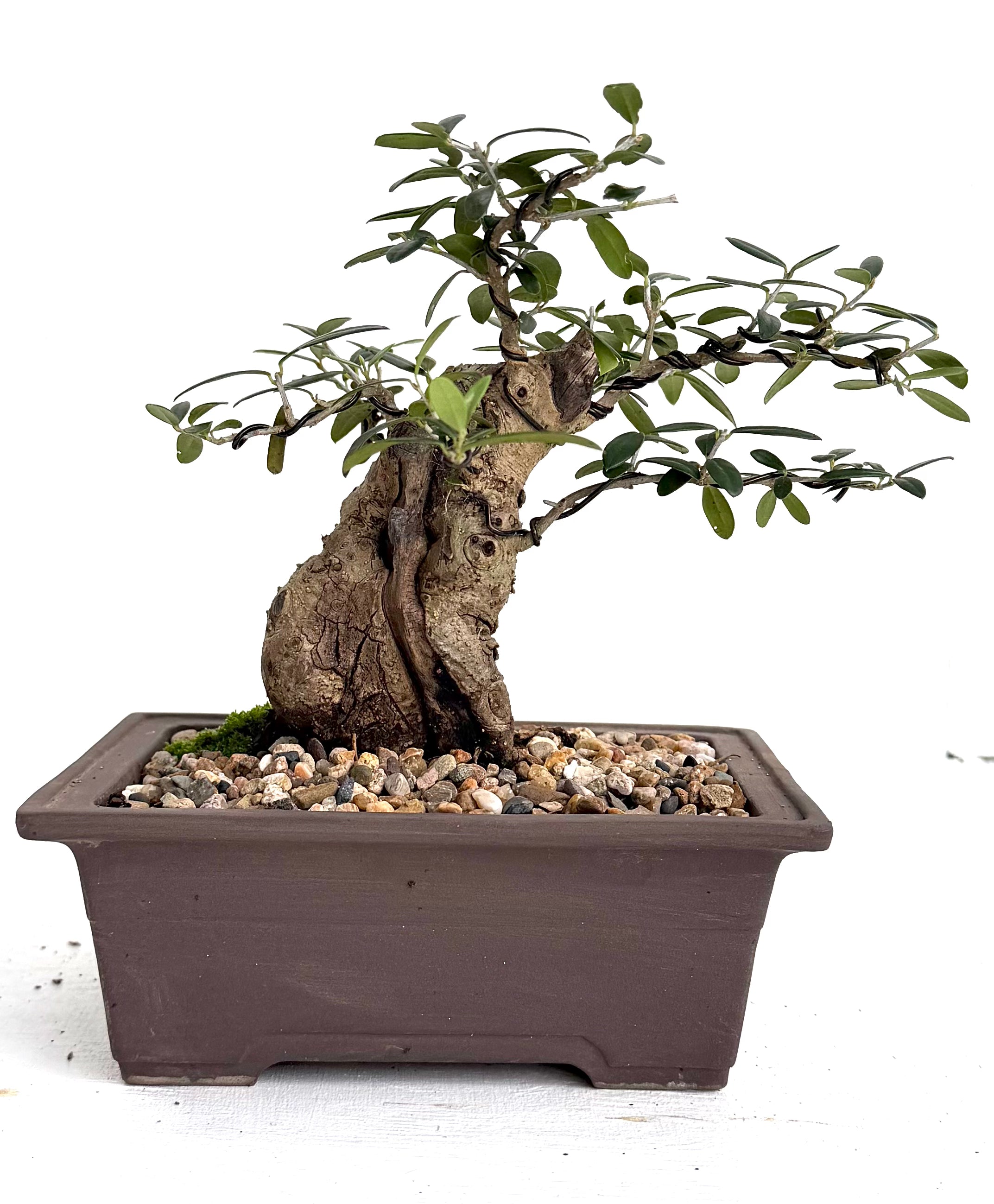 Olive Kalamata Bonsai (2004)