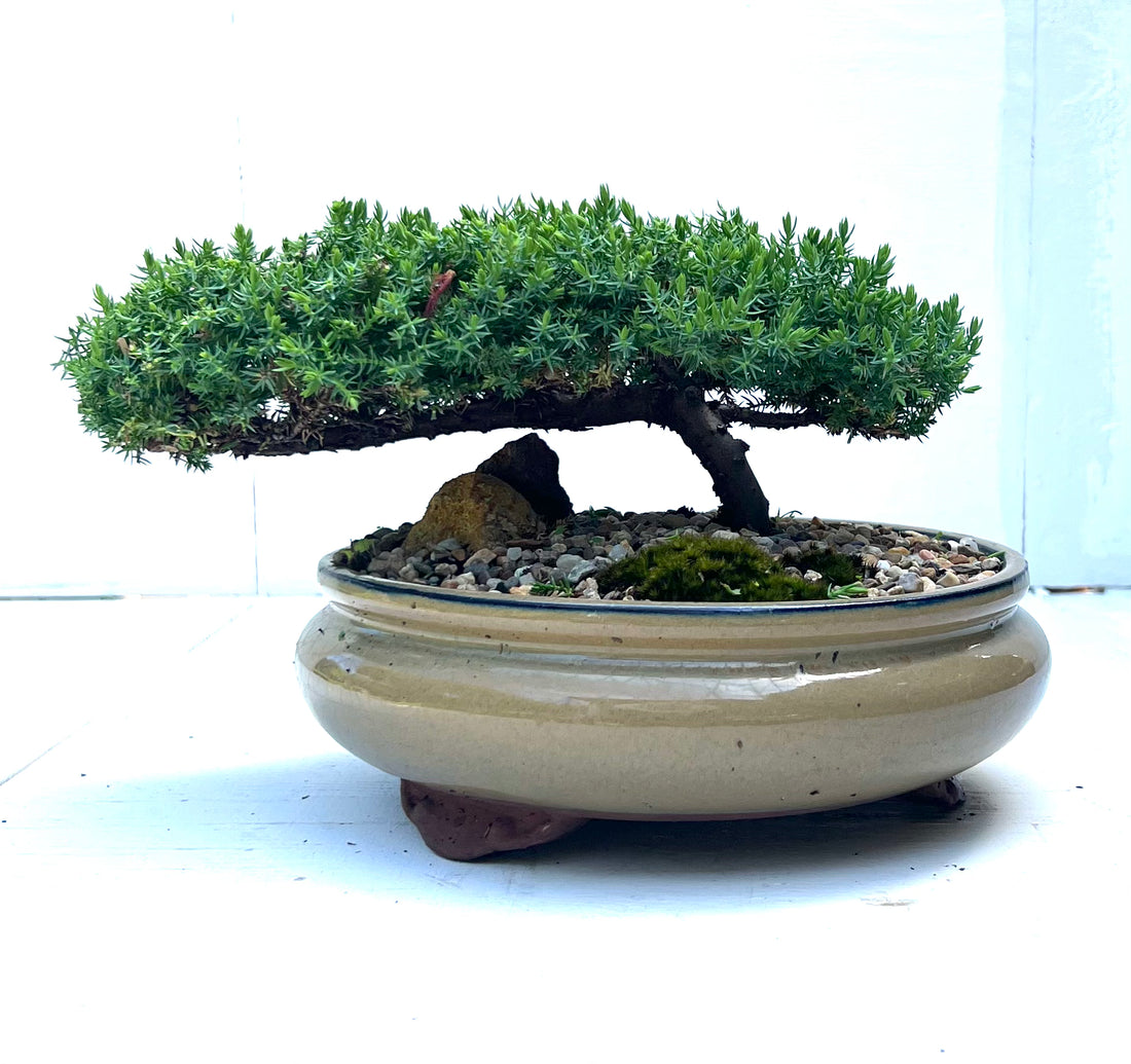 Juniper Bonsai (2013)