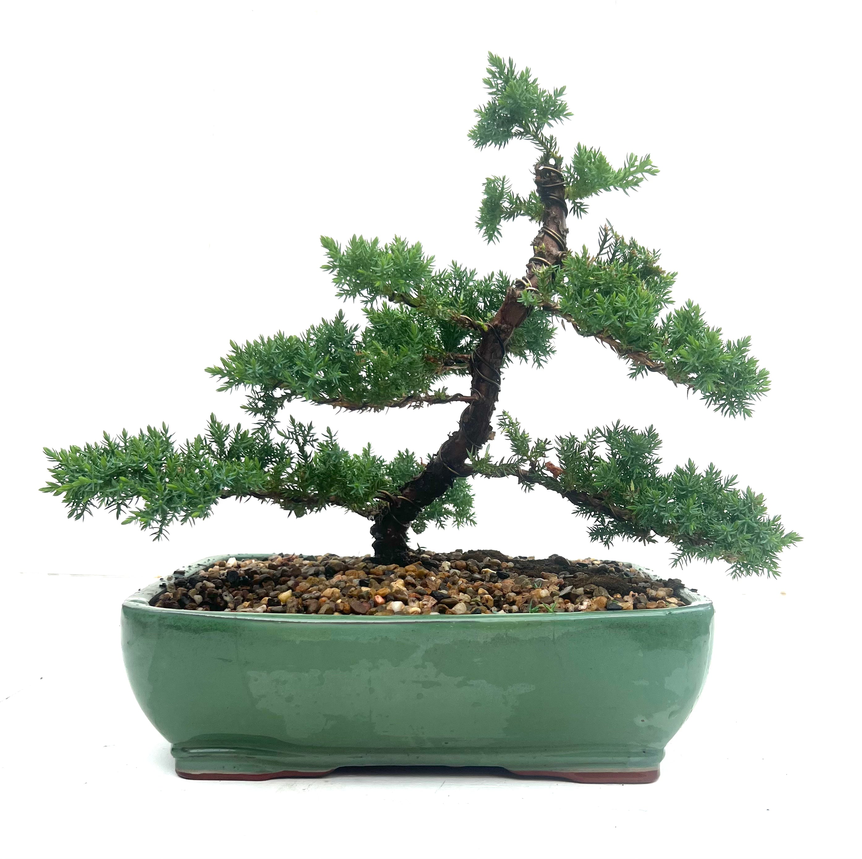 Juniper Bonsai (2010)