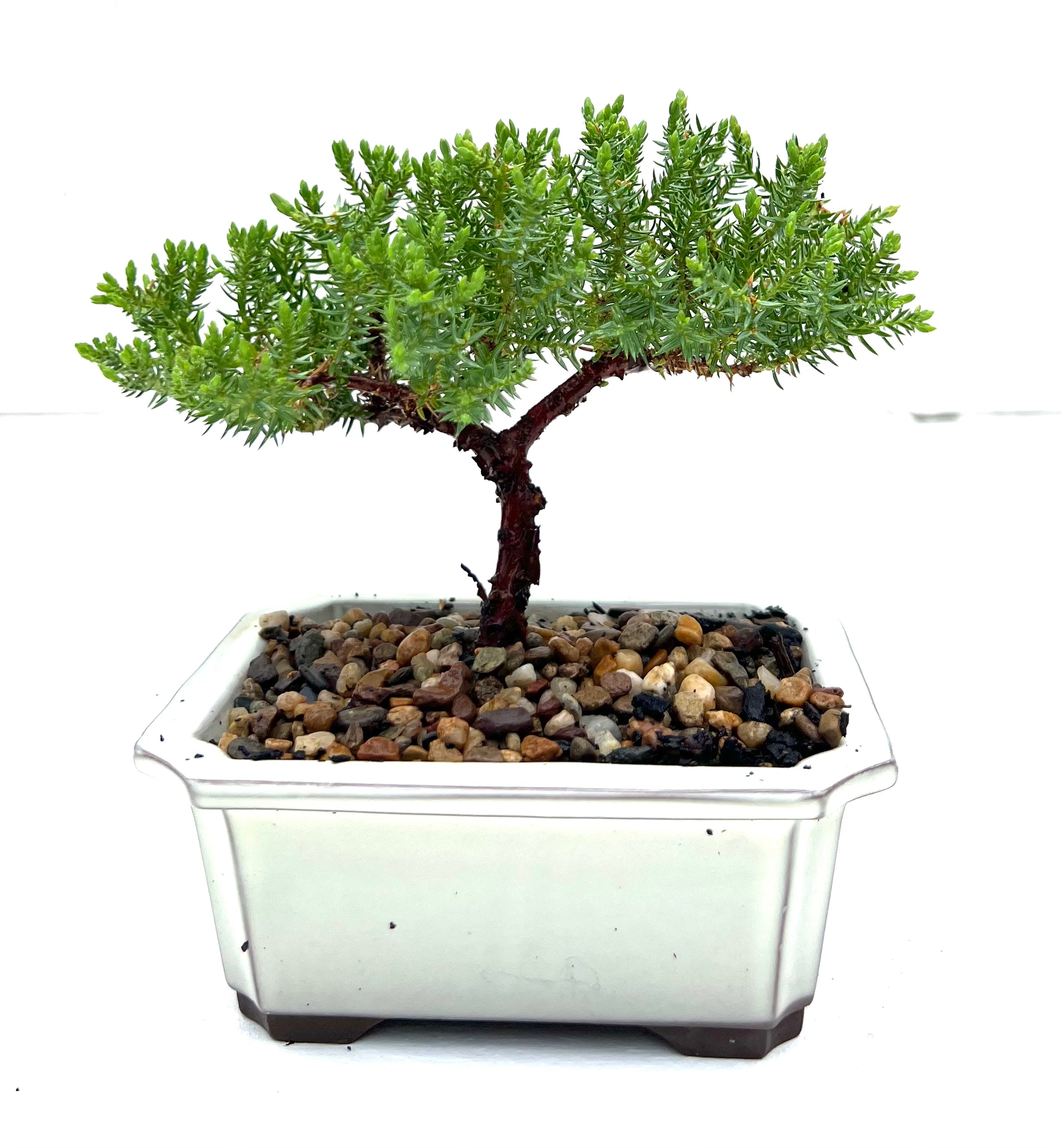 Juniper Bonsai (2020)