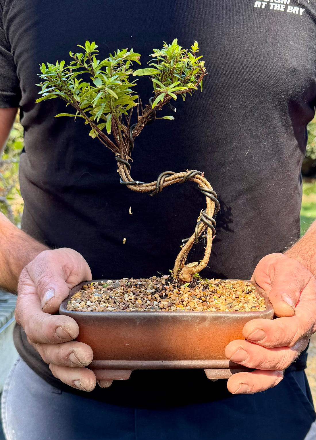 Cuphea Bonsai (2021)