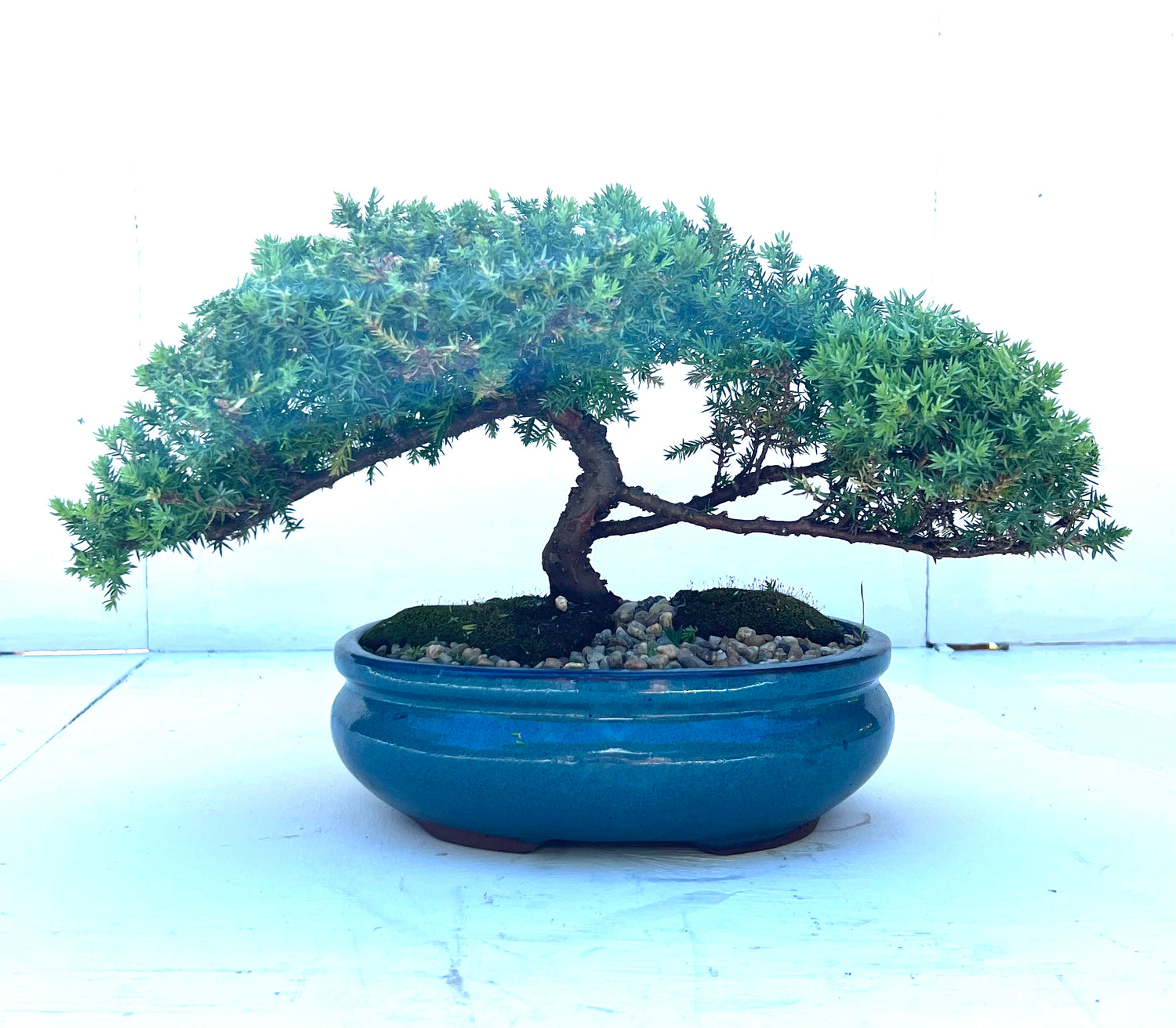 Juniper Bonsai (2010)