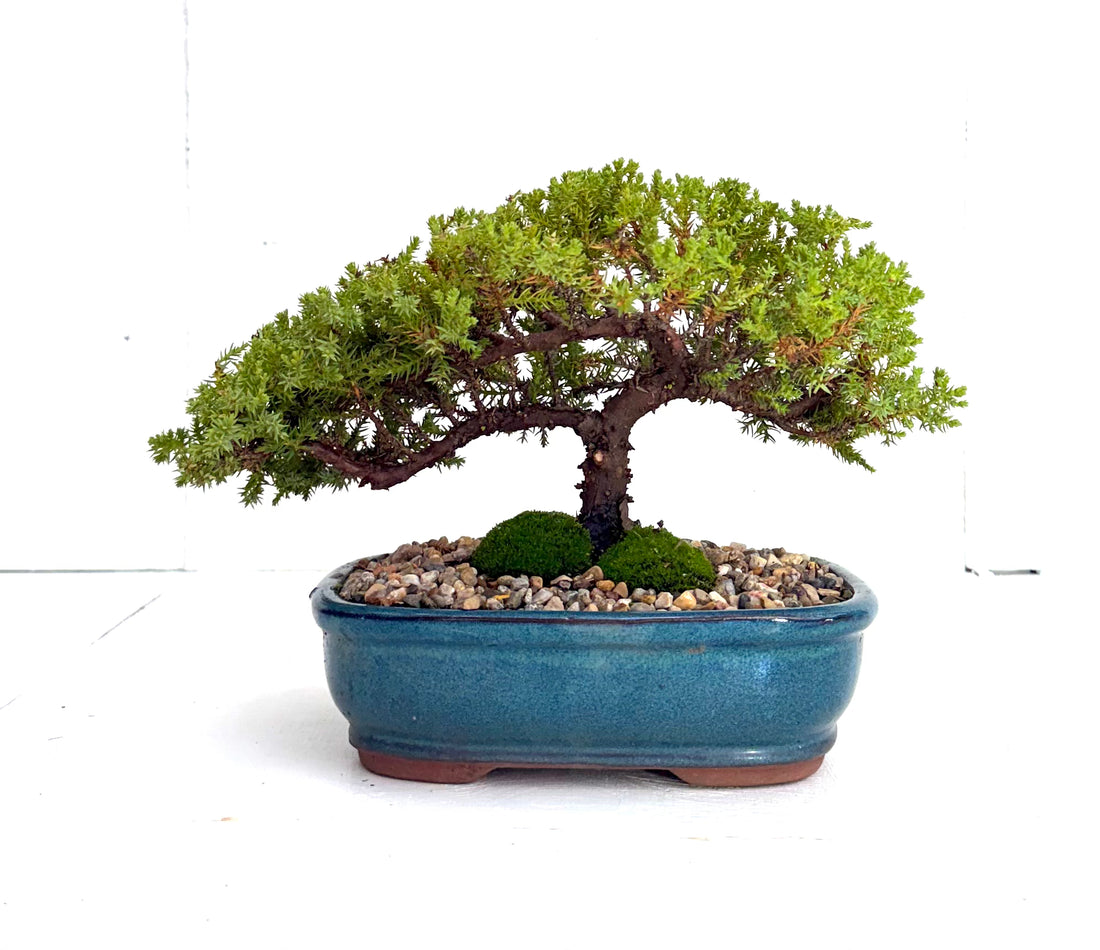 Juniper Bonsai (2013)