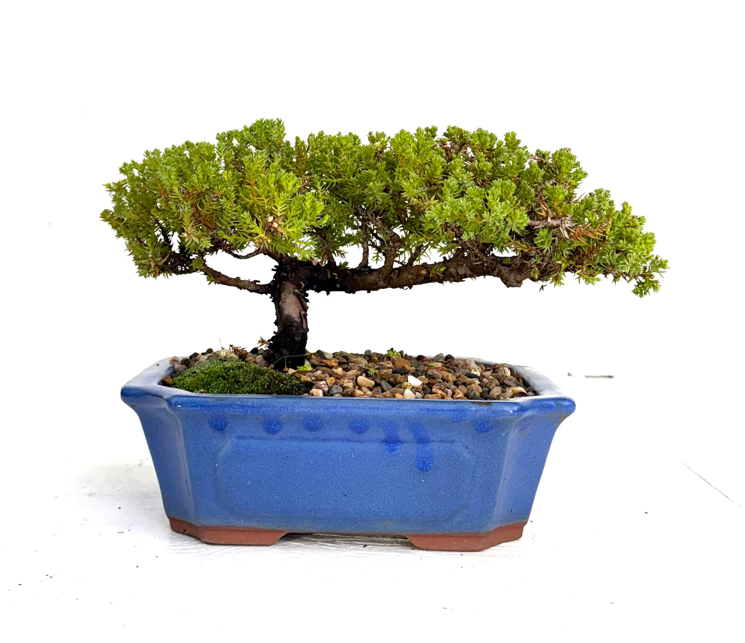 Juniper Bonsai (2013)