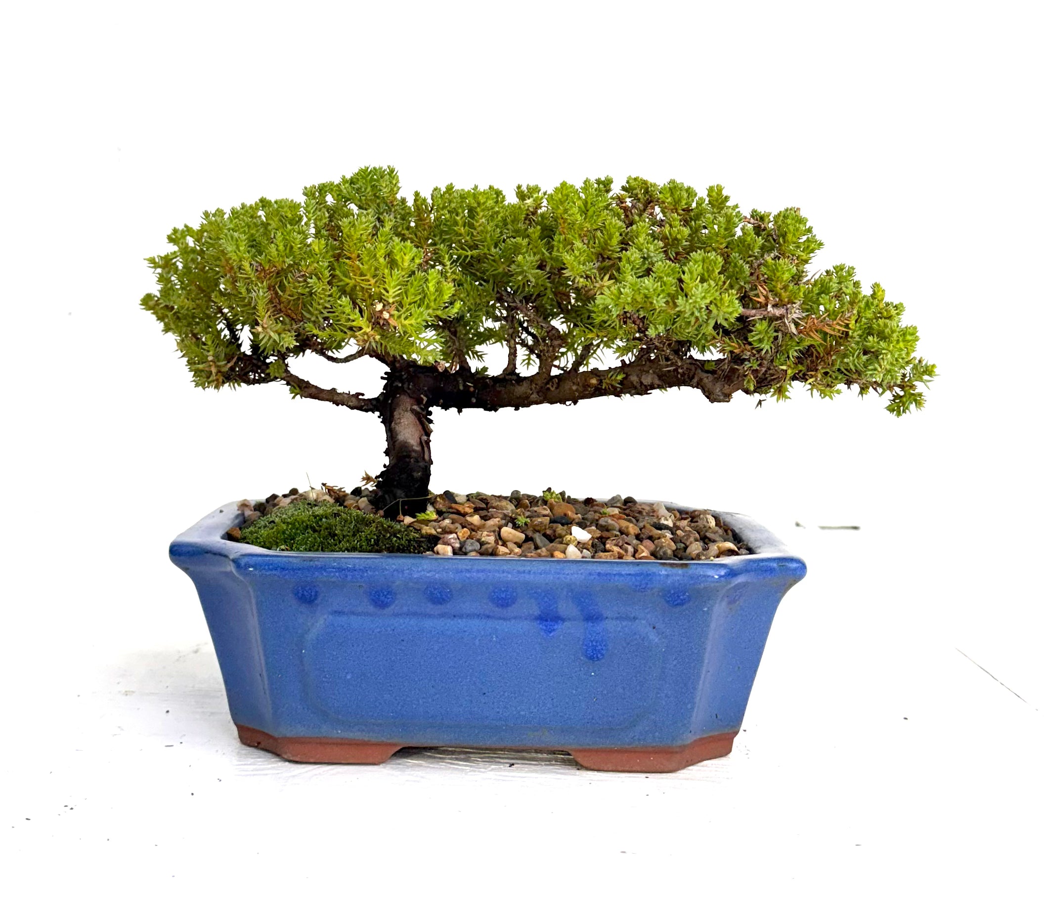 Juniper Bonsai (2013)
