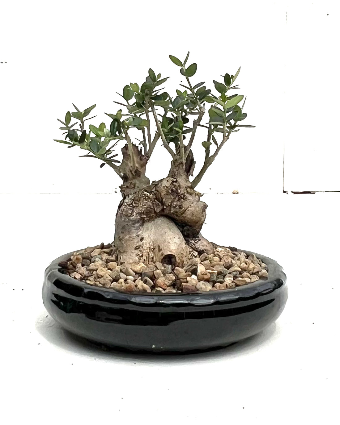 Asian Olive Bonsai (2010)