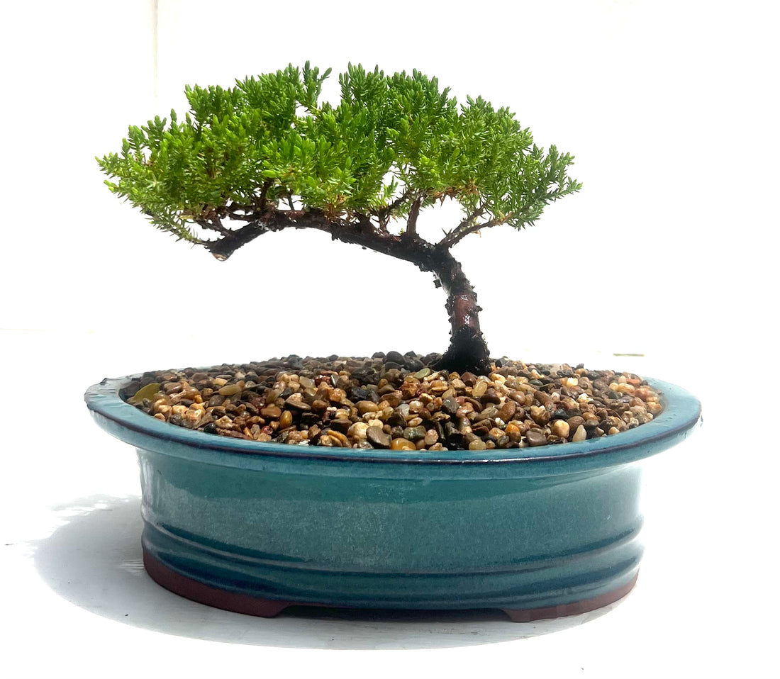 Juniper Bonsai (2014)