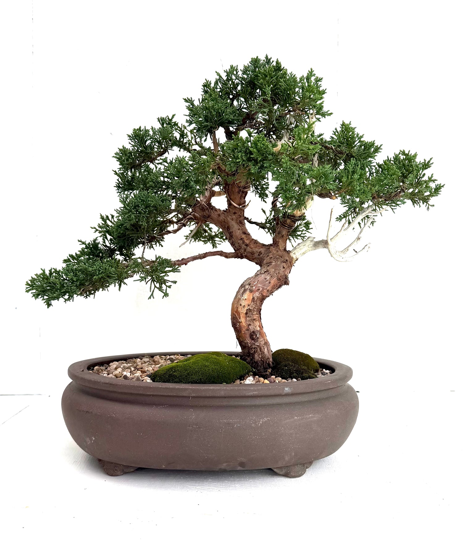 Shimpaku Juniper Bonsai (1990)