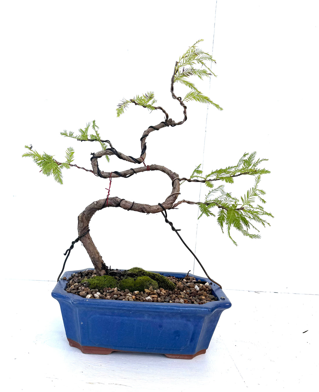Swamp Cypress Bonsai (2010)