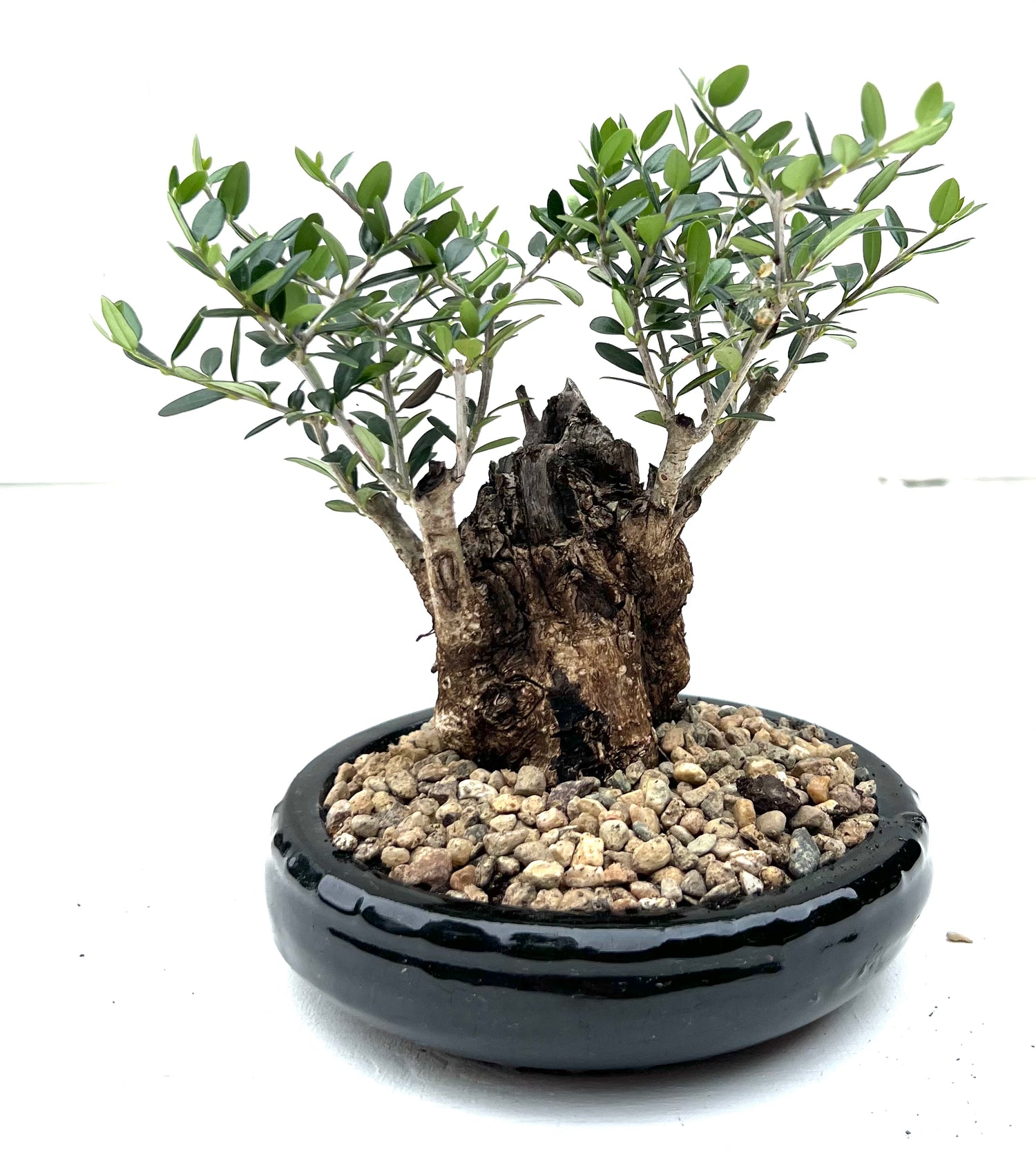 Asian Olive Bonsai (2001)