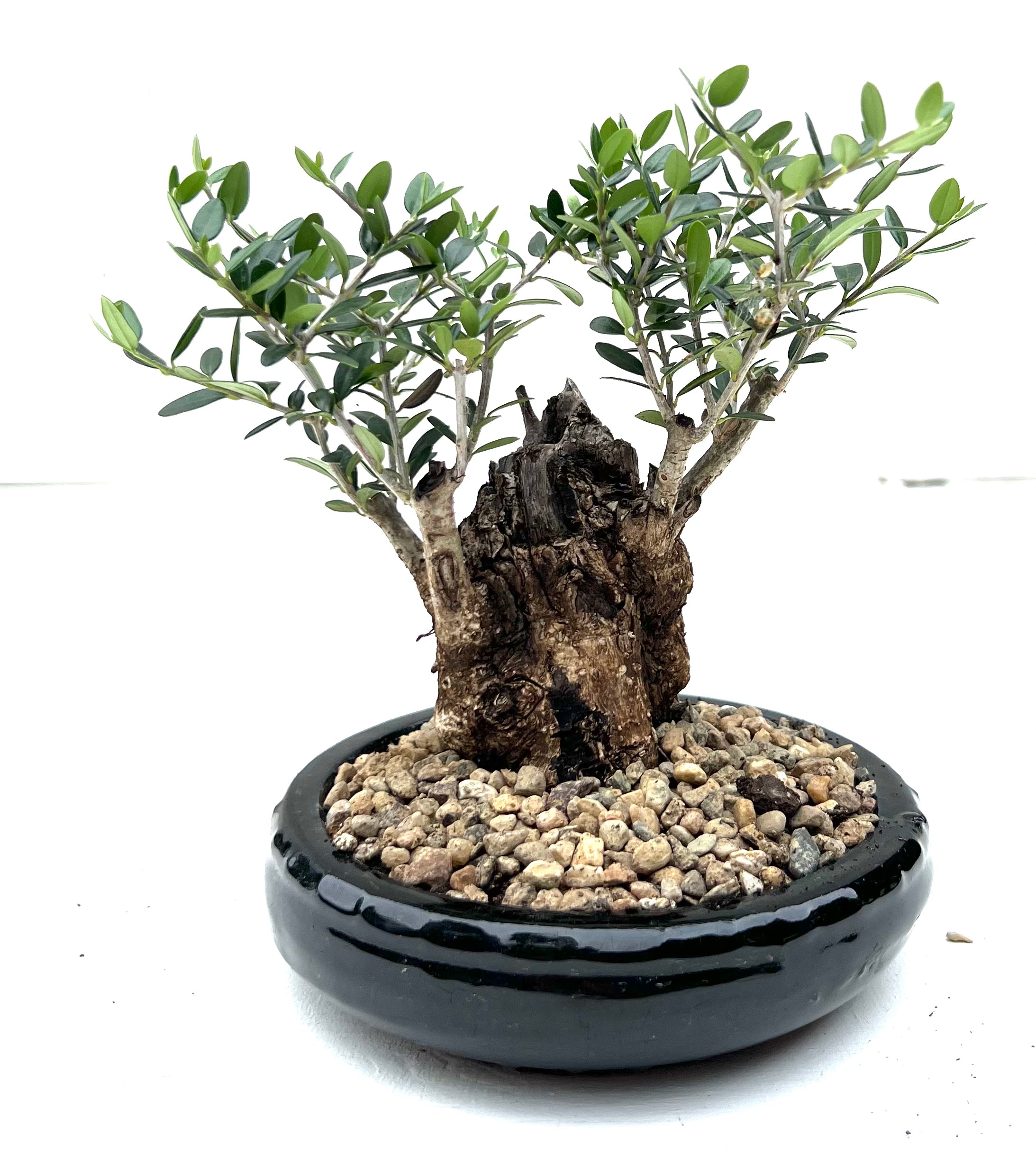 Asian Olive Bonsai (2001)