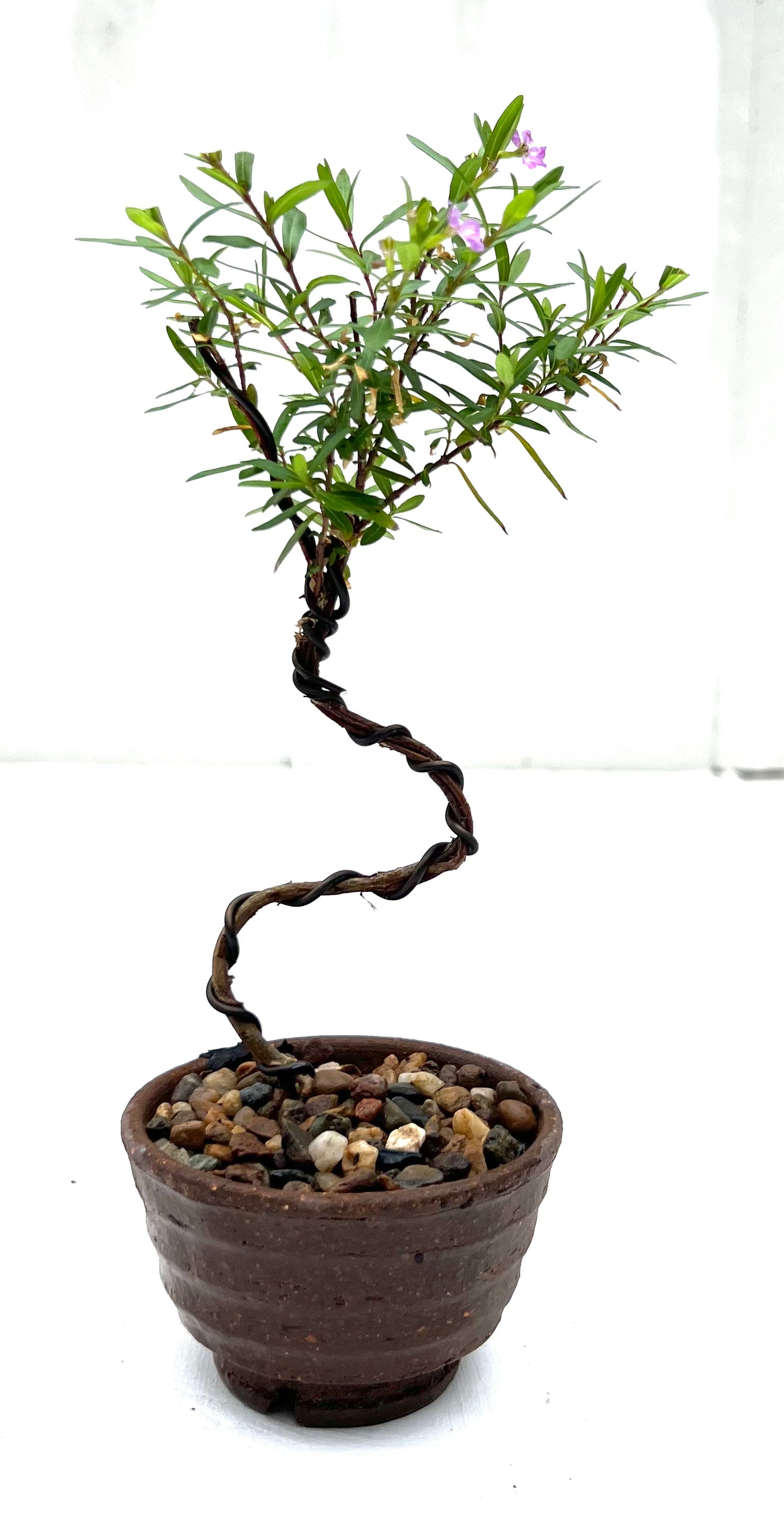Cuphea Bonsai (2022)