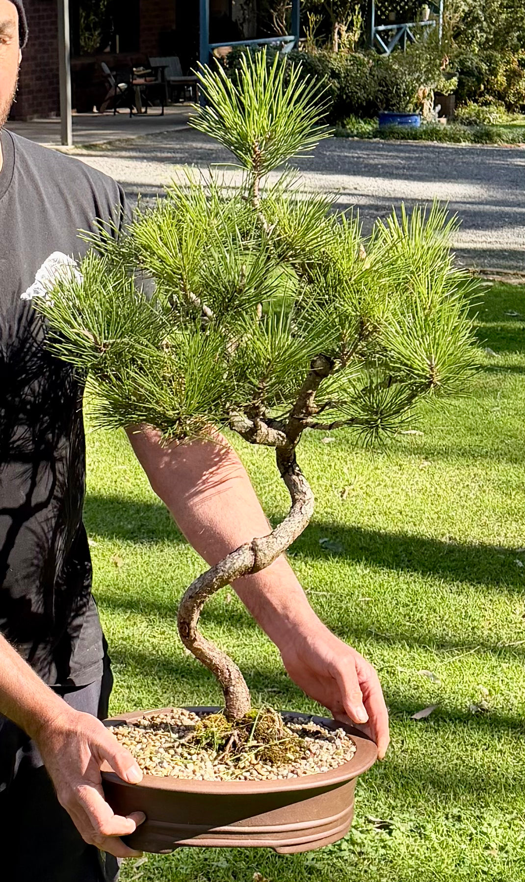 Japanese Pine Bonsai (2001)