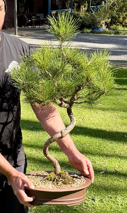 Japanese Pine Bonsai (2001)