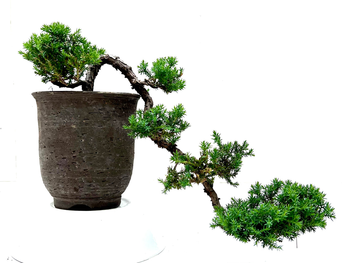 Juniper Bonsai (2011)