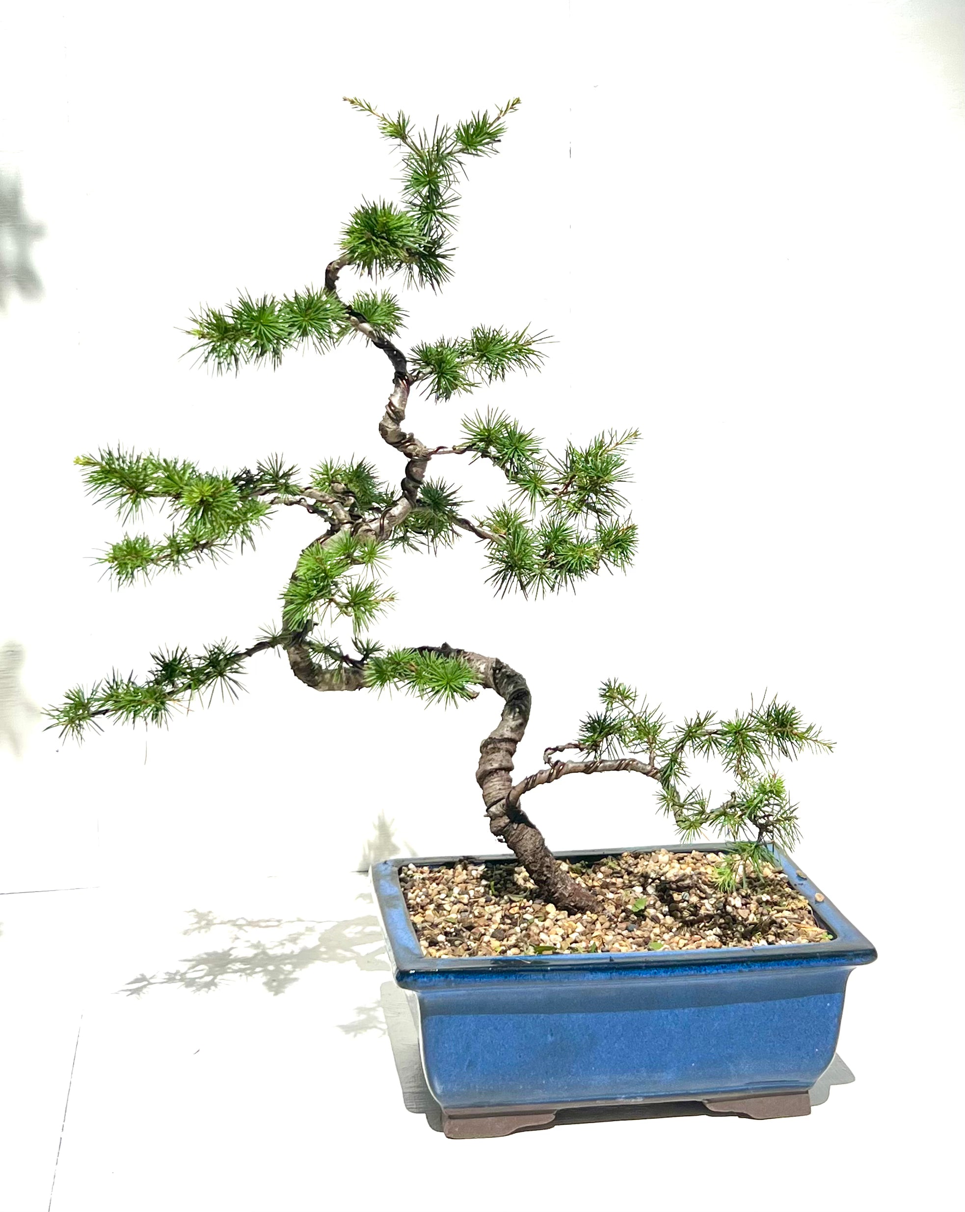 Atlantic Cedar Bonsai (1997)