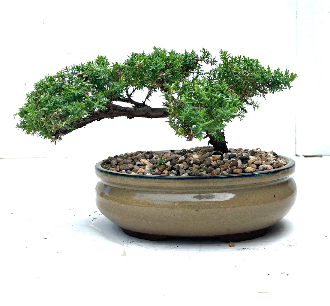 Juniper Bonsai (2014)