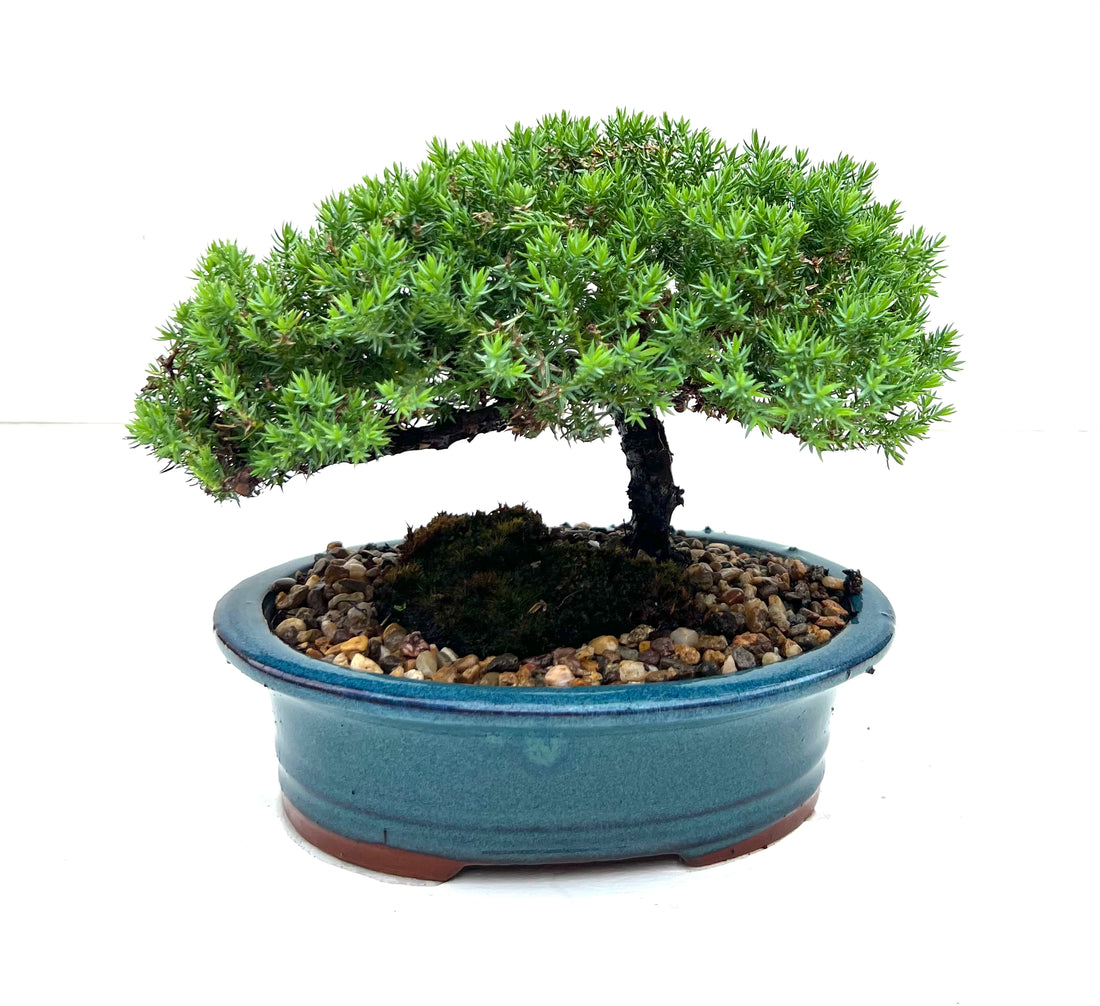 Juniper Bonsai (2016)