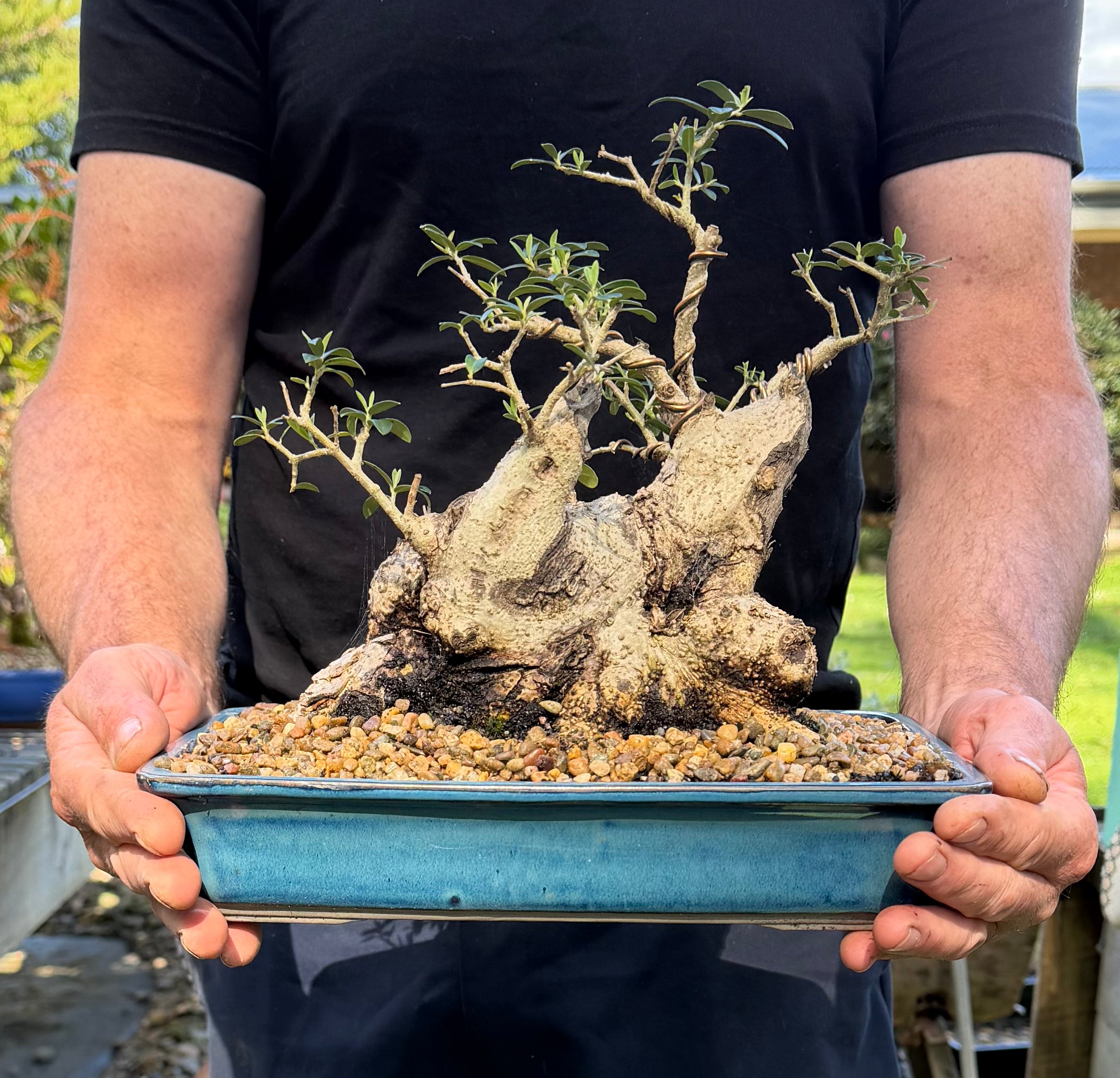 Olive Bonsai (1988)