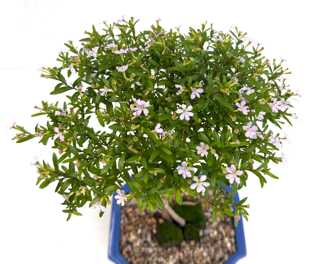 Cuphea Bonsai (2019)