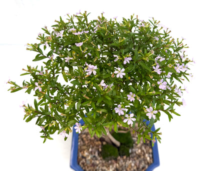 Cuphea Bonsai (2019)